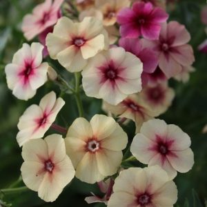 Phlox drummondii Cherry Caramel