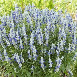 Salvia farinacea Farina Bicolour Blue