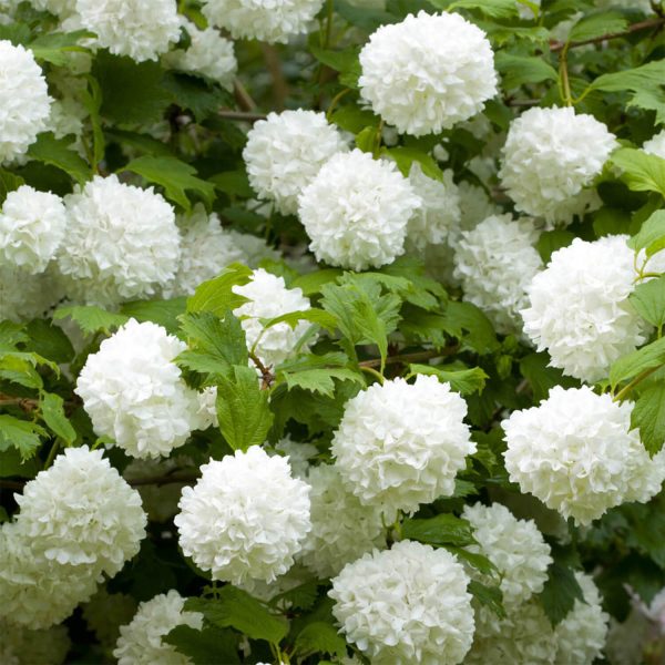 Viburnum 'Eskimo' Standard