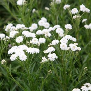 Achillea ptarmica (The Pearl Group) The Pearl (clonal)