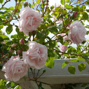 Climbing Rose 'New Dawn' 3L Potted