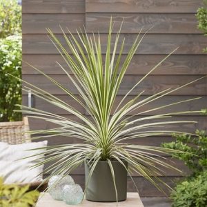 Cordyline Lime Passion ('Alcorlipa')