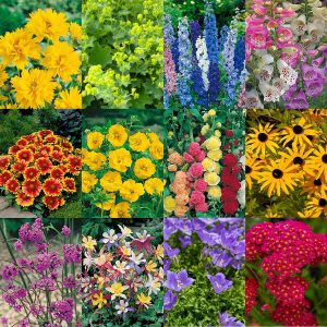 Cottage Garden Perennials Plug X 12