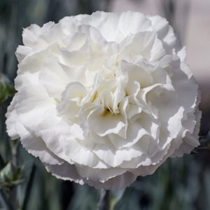 Dianthus Bridal Star ('WP18 CAS06') (PBR)