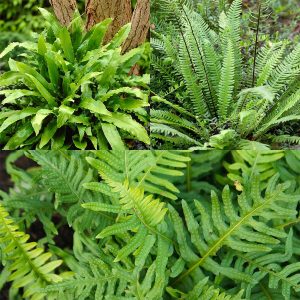 Evergreen Hardy Fern Collection (3 X 9Cm Pots)