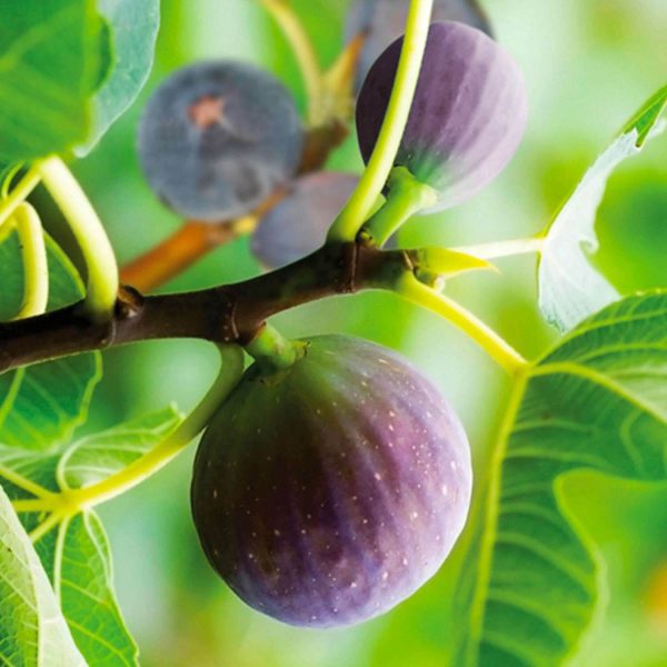 Ficus (Fig) 'Brown Turkey' 2L Potted