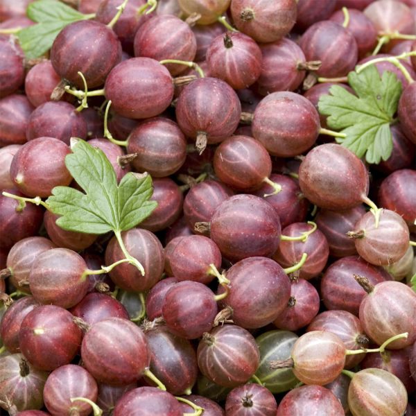 Gooseberry 'Hinnomaki Red' (1.7L Pot)