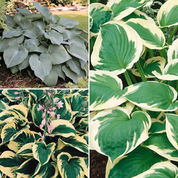 Hosta Collection