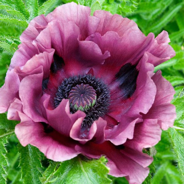 Oriental Poppy 'Patty'S Plum' (2 X 9Cm Pots)