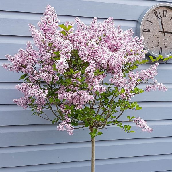 Pair Of Lilac Syringa Palibin Standards