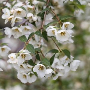 Philadelphus Fragrant Falls