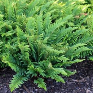 Polystichum aculeatum