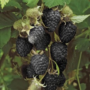 Raspberry 'Black Jewel' (1.7L Pot)