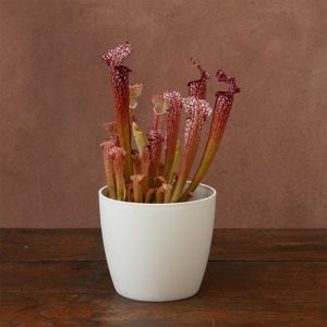 Sarracenia × readii Farnhamii