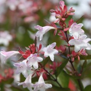 Abelia × grandiflora