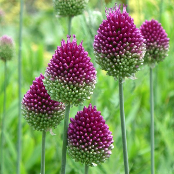 Allium Sphaerocephalon (Drumsticks) 100 Bulbs