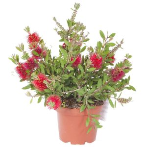 Bottlebrush Plant - Callistemon Citrinus (2.5L Pot)