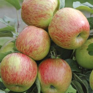 Braeburn Apple Tree (Approx. 90-110Cm)