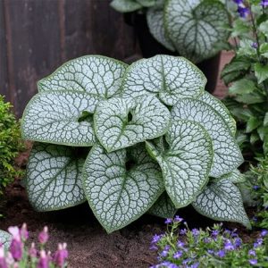 Brunnera macrophylla Jack of Diamonds (PBR)