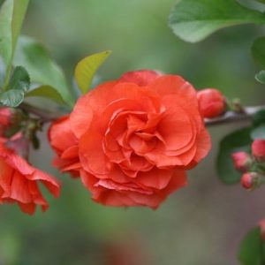 Chaenomeles speciosa Mango Storm (PBR)