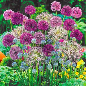 Complete Allium Collection 100 Bulbs