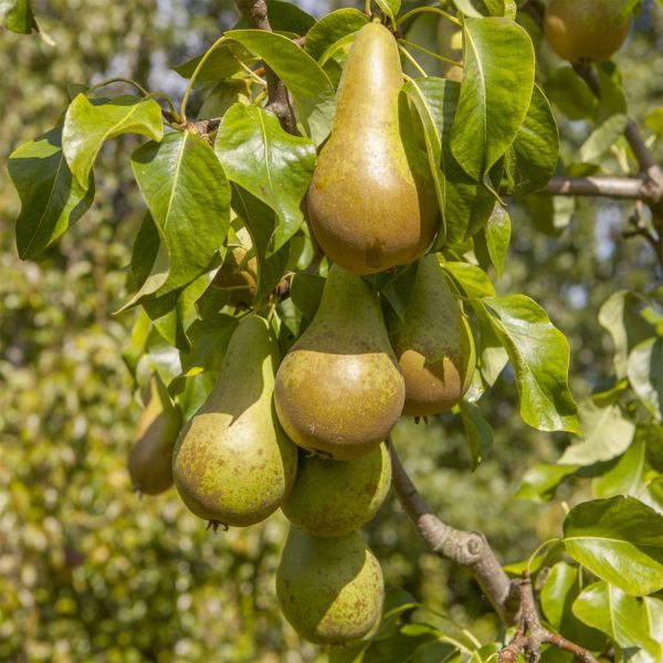 Conference Pear Tree (Approx. 90-110Cm)