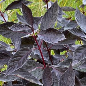 Cornus alba Nightfall ('Verpaalen 03') (PBR)