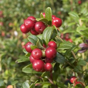 Cranberry (Vaccinium) 'Pilgrim' (1.7L Pot)