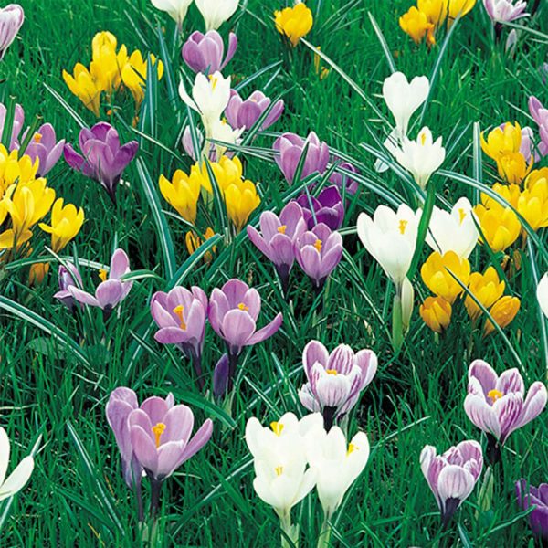 Crocus Mixed Species - 40 Bulbs