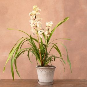 Cymbidium Sabrina