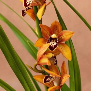 Cymbidium Totorri