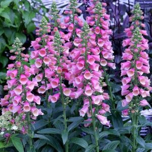 Digitalis × fulva Arctic Fox Rose ('Balroxose') (PBR)