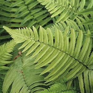 Dryopteris cycadina