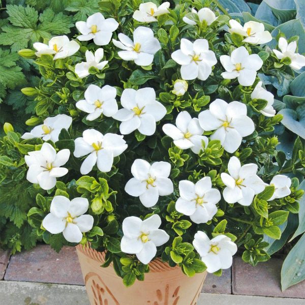 Gardenia 'Kleim'S Hardy' 9Cm - Set Of 3