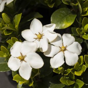 Gardenia Pair Kleims & Crown Jewels (2 X 9Cm Pots)