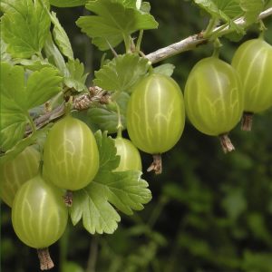 Gooseberry Invicta (1.7L Pot)