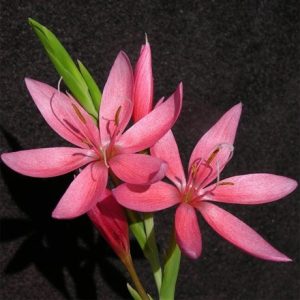 Hesperantha coccinea Oregon Sunset