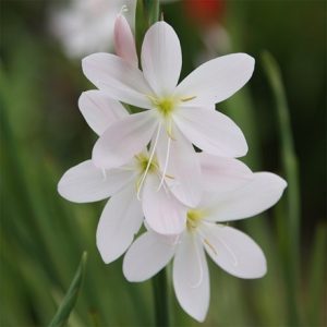 Hesperantha coccinea Wilfred H. Bryant