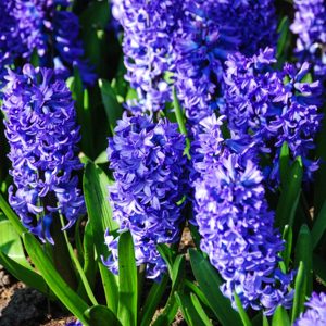 Hyacinth Blue - 10 Bulbs