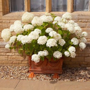 Hydrangea 'Incrediball' 3L Pot