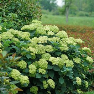 Hydrangea arborescens Sublime Annabelle ('SMNHRL') (PBR)