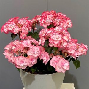 Hydrangea macrophylla Yulika (PBR)