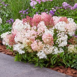 Hydrangea paniculata Groundbreaker Blush ('Lc no21') (PBR)