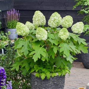 Hydrangea quercifolia Tara