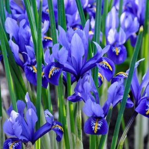 Iris Reticulata Blue (Miniature) 35 Bulbs