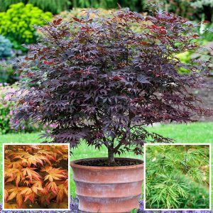 Japanese Maple (Acer) Collection (3 X 10.5Cm Pots)