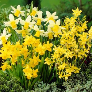 Narcissus Miniature Mixed 35 Bulbs