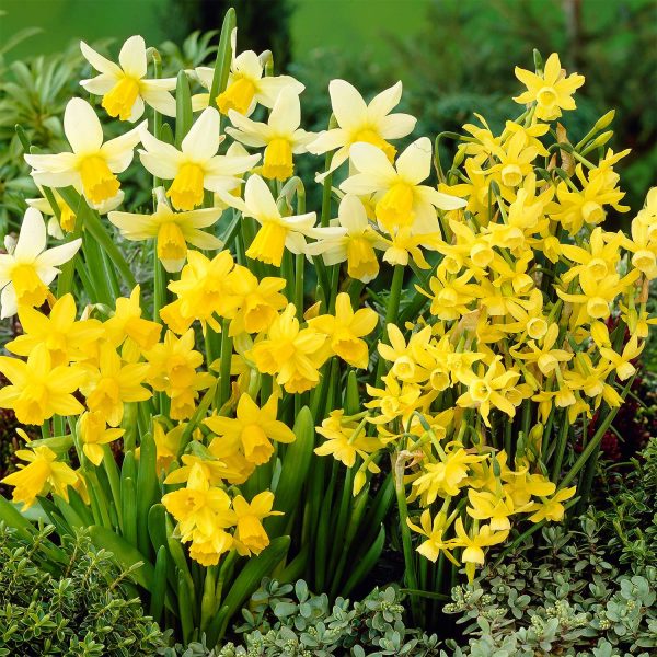 Narcissus Miniature Mixed 35 Bulbs