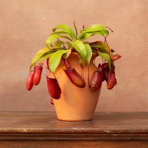 Nepenthes Bloody Mary (PBR)