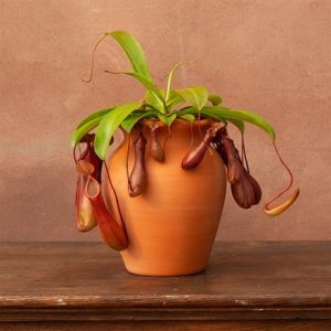 Nepenthes × ventrata